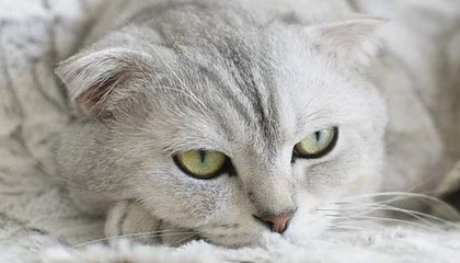 青岛男篮发布夏联启动仪式视频：逐梦篮天，叩响未来